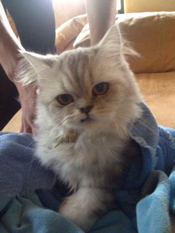 Clínica Veterinaria Cordilleras_3