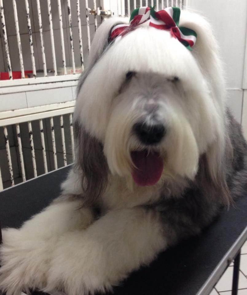 Clínica Veterinaria Cordilleras_8