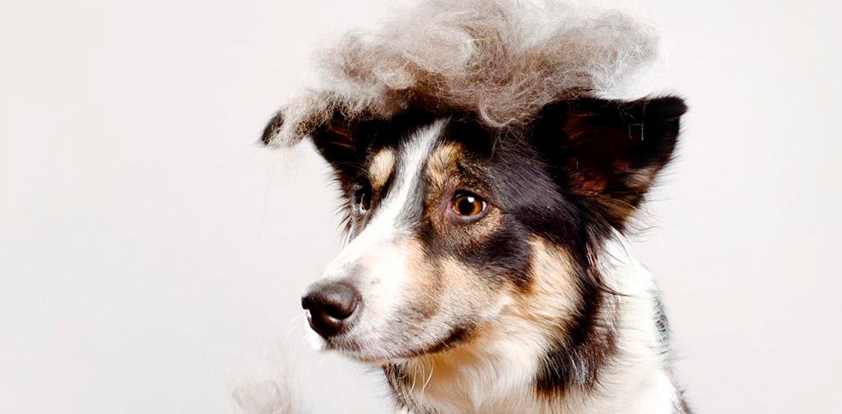 Clínica Veterinaria Cordilleras_1