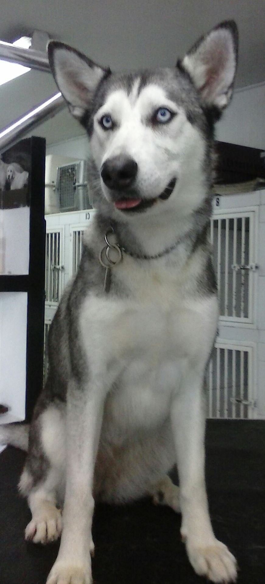 Clínica Veterinaria Cordilleras_7