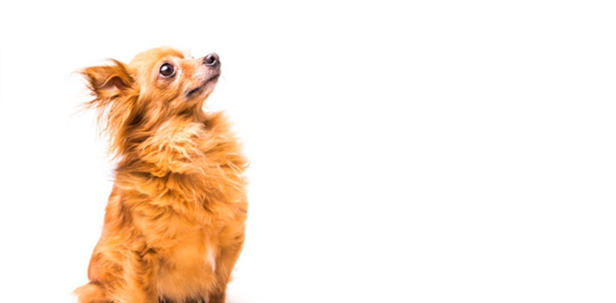 Clínica Veterinaria Cordilleras_11