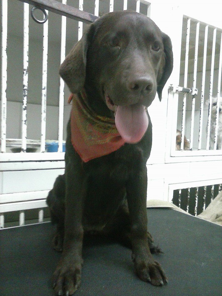 Clínica Veterinaria Cordilleras_6