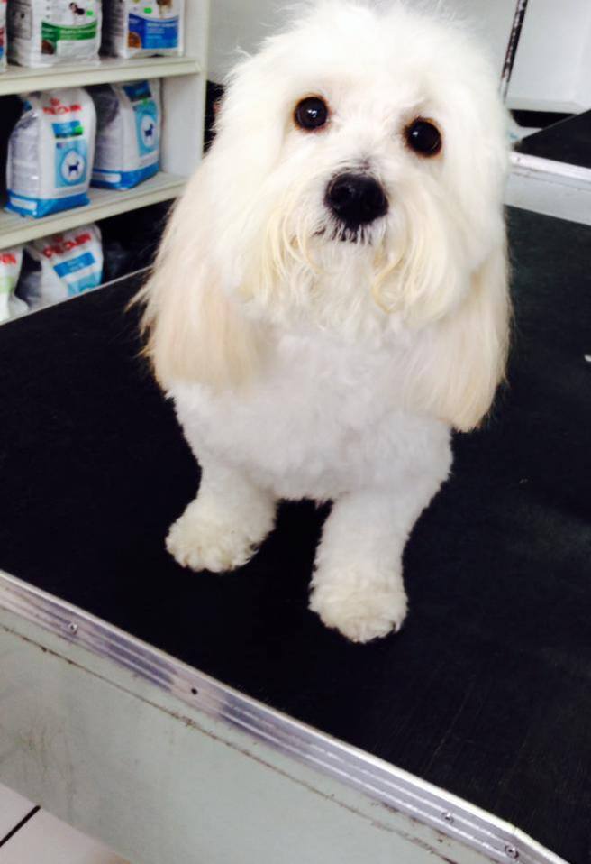 Clínica Veterinaria Cordilleras_5