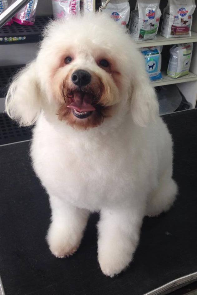 Clínica Veterinaria Cordilleras_2