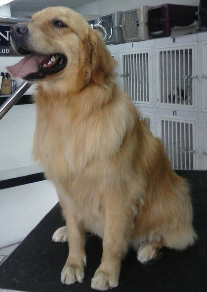 Clínica Veterinaria Cordilleras_10