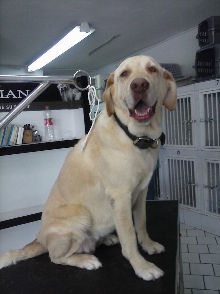 Clínica Veterinaria Cordilleras_4